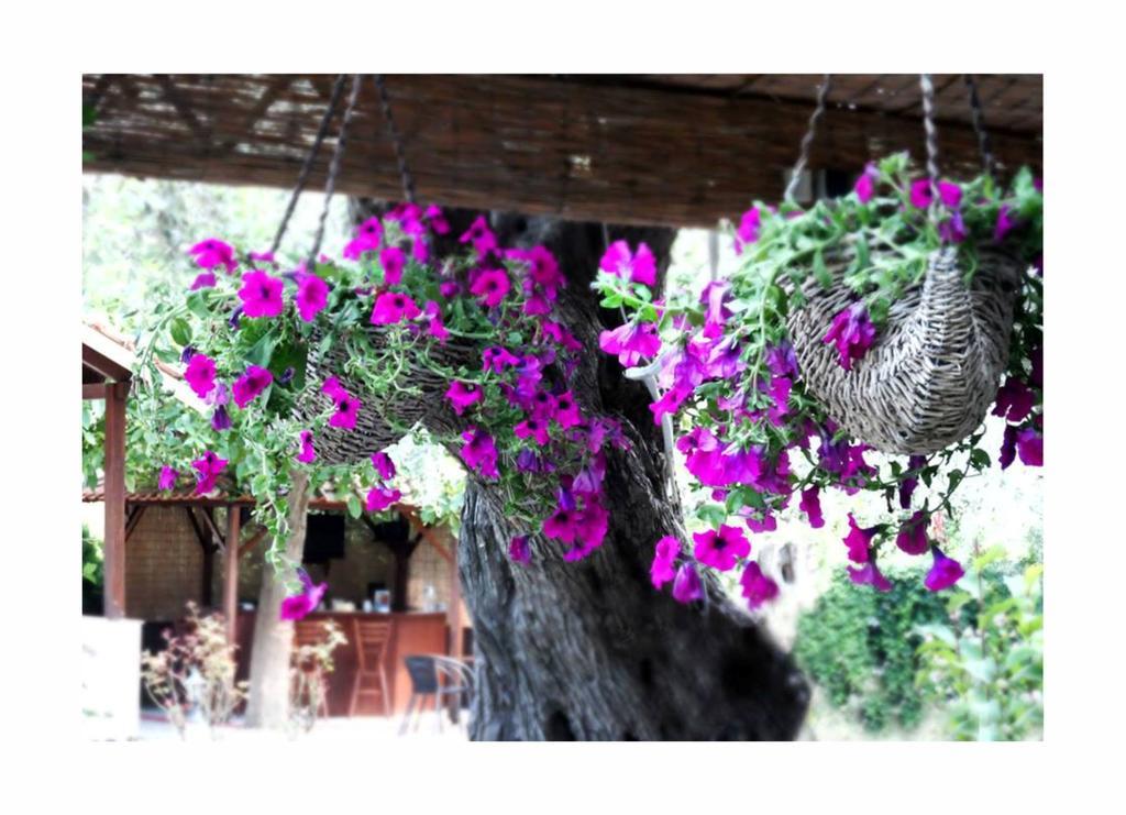 Aneton Aparthotel Chrysi Ammoudia Exterior photo